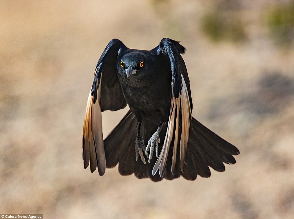 2BB2C56400000578-3212835-A_pale_winged_starling_c-a-60_1440682195186