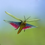 2BB2C5E200000578-3212835-grasshopper-a-55_1440682195145