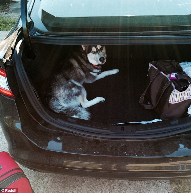 2BBBB5F700000578-3213977-This_dog_has_taken_matters_even_further_and_tried_to_stowaway_in-m-9_1440769142565