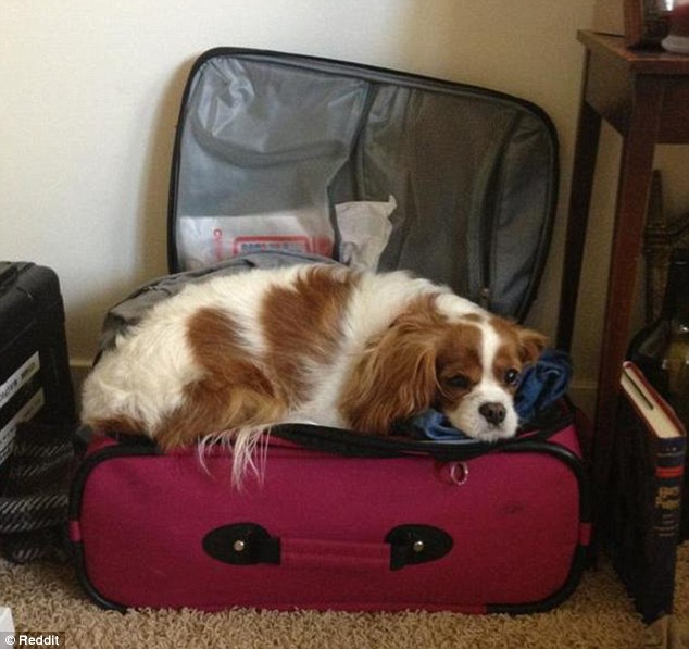2BBBB60D00000578-3213977-The_owner_of_this_pooch_says_it_sits_on_the_case_every_time_they-m-10_1440769154933