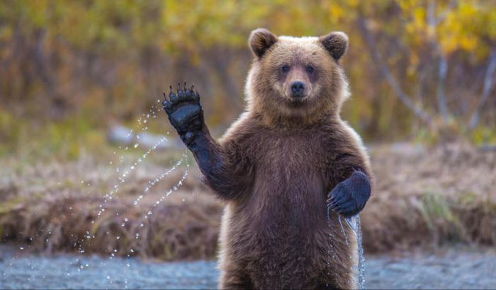 48_imagenes_de_animales_tomadas_en_el_momento_exacto_21_20140811_1970470537