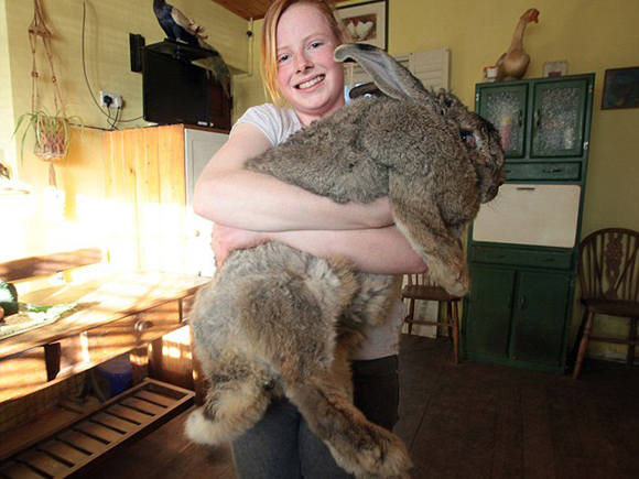 M and Y News Agency 30/03/13: Ralph, a five year old giant continental rabbit weighing nearly four stone and over three feet long, held by Cindy Winson (17) of Sussex Horse Rescue Trust, East Sussex, where he lives. Ralph is thought to be the largest Rabbit in the country.