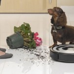 15 mascotas que ante el desorden te miran como diciéndote "yo no he sido" 15 mascotas que ante el desorden te miran como diciéndote "yo no he sido"