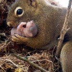 25 fotografías emotivas de animales mimando a sus crías