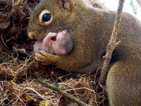 25 fotografías emotivas de animales mimando a sus crías