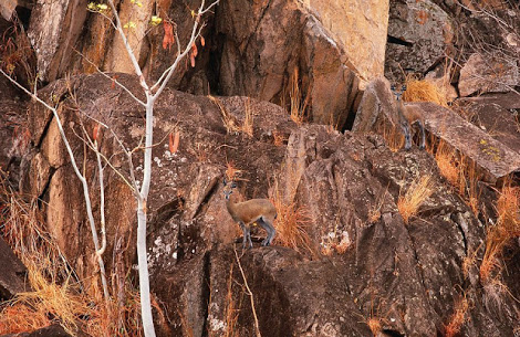 saltarrocas (Oreotragus oreotragus hay dos