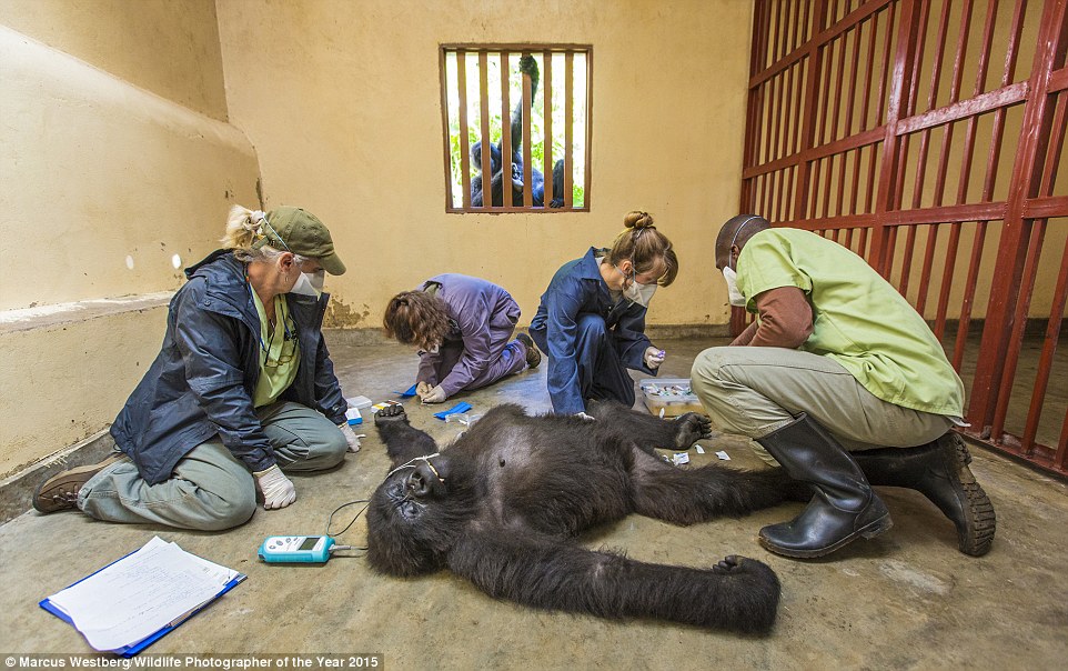 2BDEF92800000578-3218260-79_Marcus_Westberg_Gorilla_care_jpg_79_Gorilla_care_Marcus_Westb-a-60_1441108187229