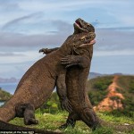 Las fotografías finalistas del prestigioso "Wildlife Photographer of the Year"