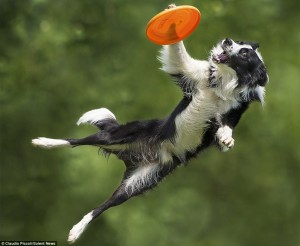 Increíbles fotos que muestran los saltos de estos border collies tratando de atrapar el disco que le lanzan sus propietarios.