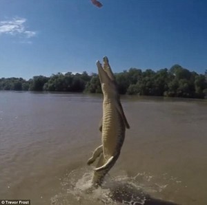 Fotógrafos captan tres momentos sobre animales salvajes difíciles de ver en la naturaleza.