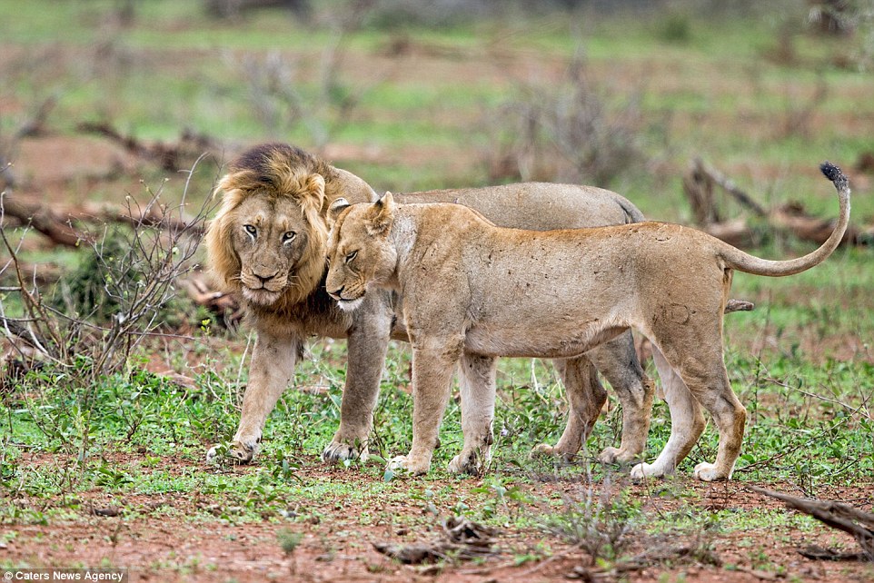 2C5F2D6700000578-0-It_started_when_one_of_the_male_lions_interrupted_his_opponent_w-a-147_1442399306529