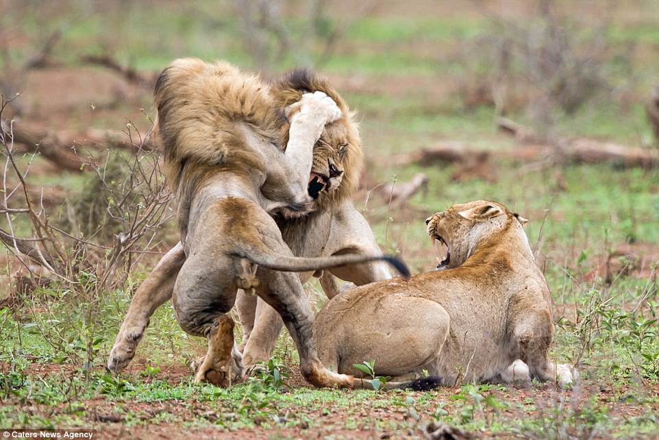 2C5F2D7400000578-0-After_a_few_months_involving_a_tense_stand_off_the_pair_of_lions-a-150_1442399306646