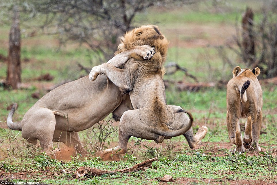 2C5F2D7C00000578-0-The_female_lion_starts_to_wander_away_from_the_fighting_lions_bo-a-141_1442399306328