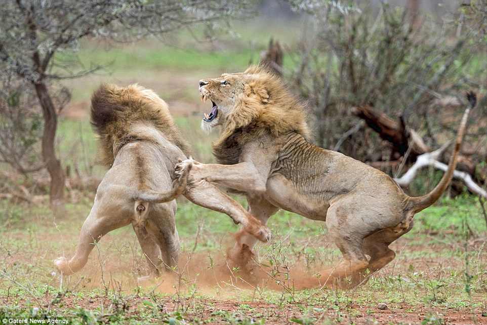 2C5F4F4000000578-0-The_fierce_battle_was_witnessed_by_Pieter_Meiring_a_photographer-a-151_1442399306654