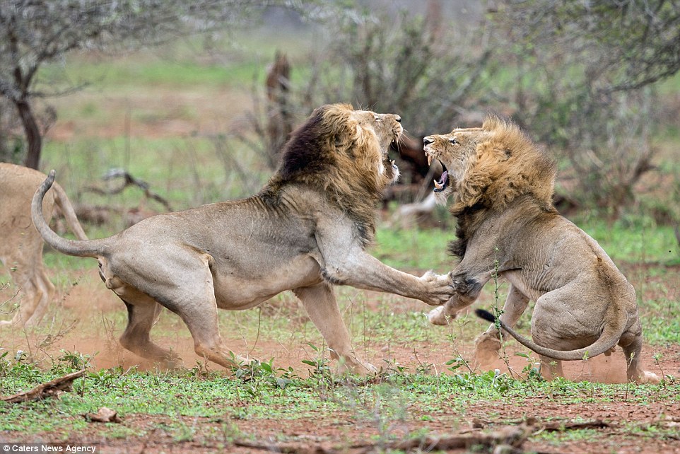 2C5F4F7500000578-0-The_two_lions_roughly_the_same_size_squared_up_in_a_fight_over_t-a-152_1442399306662