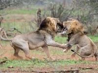 Fotografías muestran  pelea atroz entre dos leones, después que uno de ellos  trató de interrumpir al otro mientras se apareaba con una hembra
