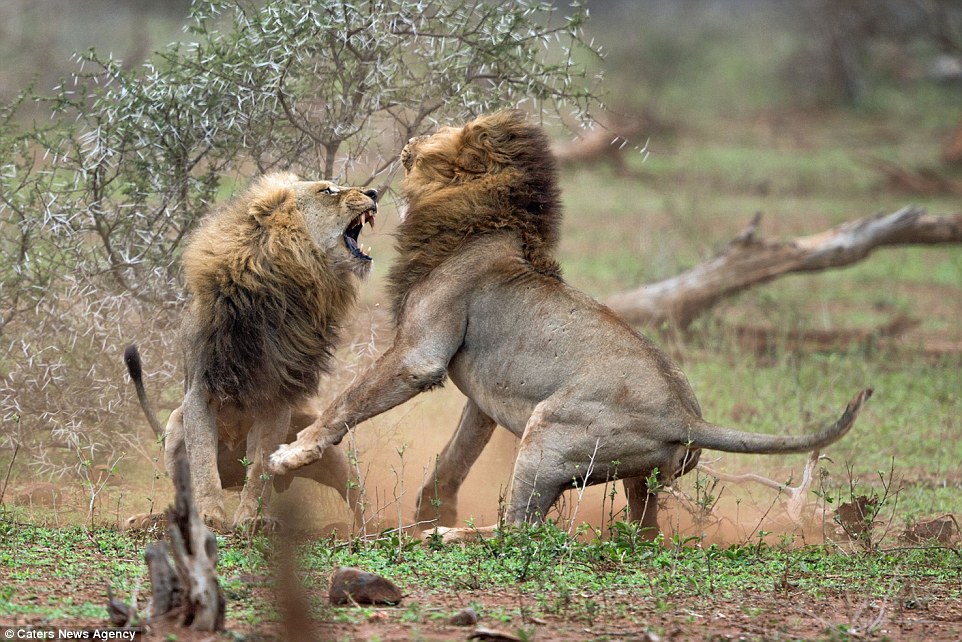 2C5F4F7C00000578-0-The_two_lions_attempt_to_bite_each_other_as_they_kick_up_dust_an-a-139_1442399306326