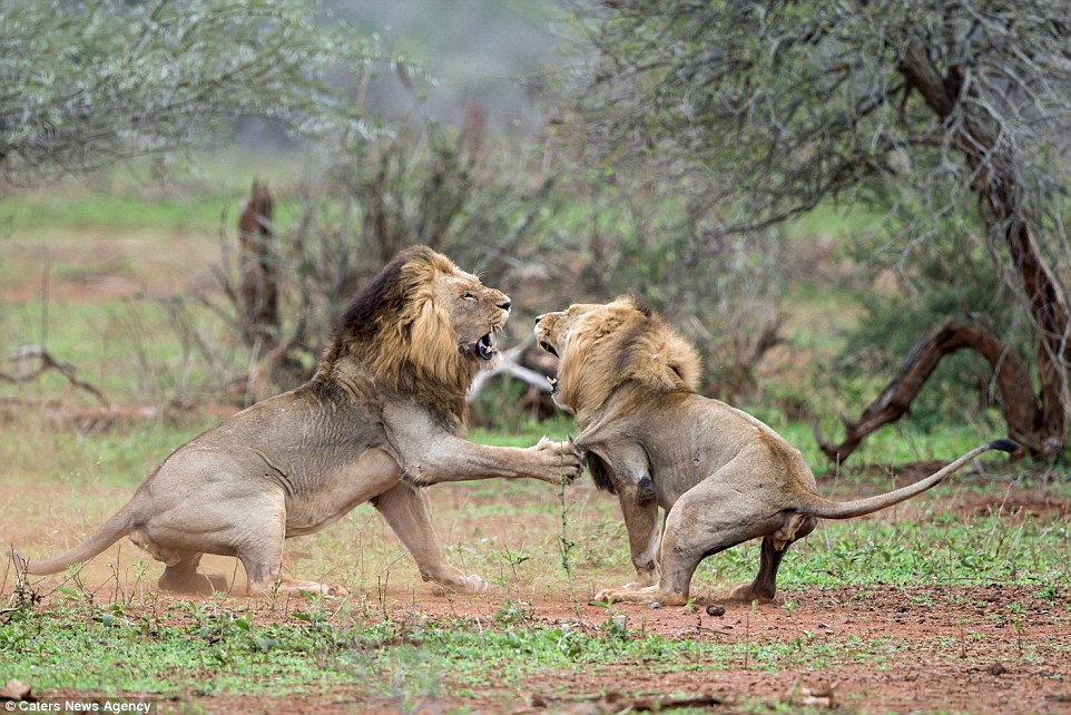 2C5F4FDB00000578-0-In_this_photograph_one_of_the_lions_can_be_seen_using_his_sharp_-a-140_1442399306327