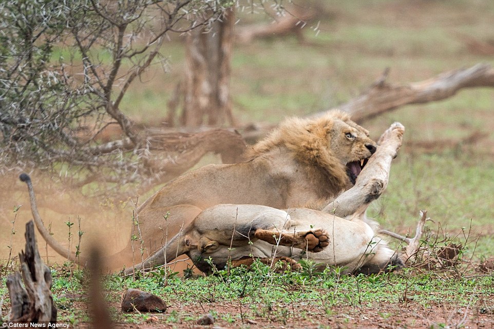 2C5F4FFC00000578-0-Here_the_winning_lion_is_seek_pinning_down_his_opponent_in_what_-a-148_1442399306626