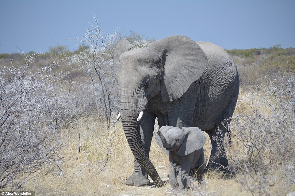 2C96C71700000578-3243126-Junior_winner_of_the_Size_Matters_category_Parenthood_by_Alex_We-a-11_1442831840699