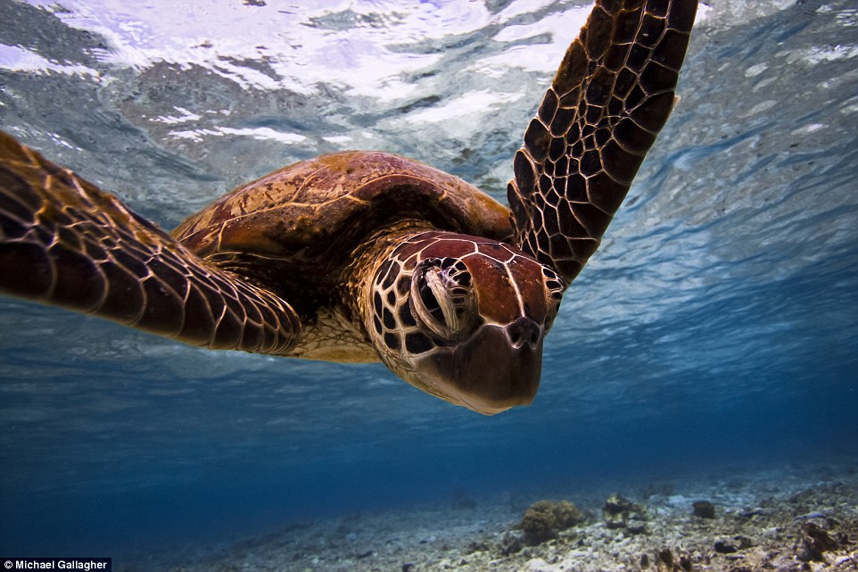 2C96C77400000578-3243126-Adult_runner_up_in_the_Deep_and_Meaningful_category_Turtle_Portr-a-7_1442831840302