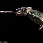 Fascinante video en cámara lenta que revela cómo capturan los depredadores de la naturaleza y devoran a sus presas