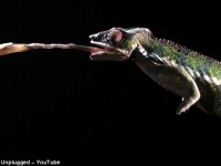 Fascinante video en cámara lenta que revela cómo capturan los depredadores de la naturaleza y devoran a sus presas