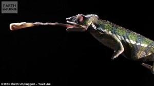 Fascinante video en cámara lenta que revela cómo capturan los depredadores de la naturaleza y devoran a sus presas