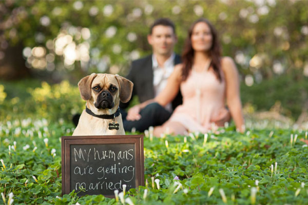 boda-con-mascotas-4-600x400