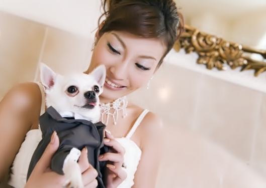 Bride and Chihuahua