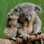 [Video] Porque el amor de una madre es para siempre. Lo que sucede cuando una madre y un hijo se reencuentran