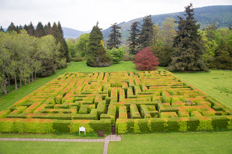 Mixed beech & evergreen maze viewed from house window