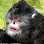 Un informe ha puesto de relieve 200 especies nuevas encontradas en el Himalaya oriental