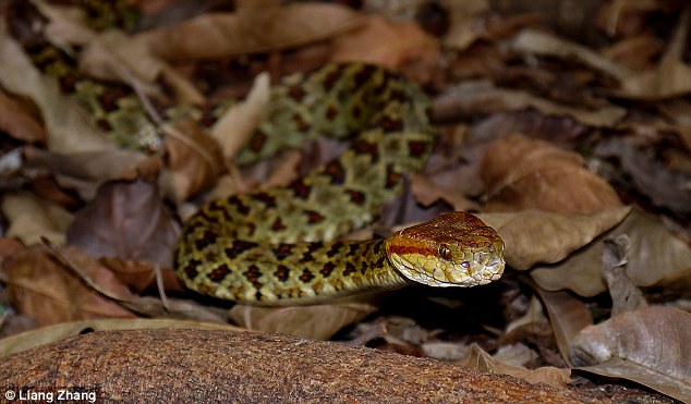 2D1A5AAA00000578-3260211-The_Himalayan_lance_headed_pit_viper_pictured_has_striking_red_b-a-15_1444038178243