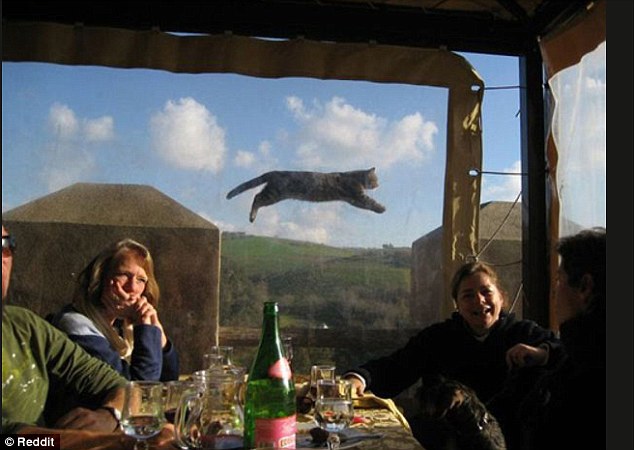2D69AE4C00000578-3272515-Feline_high_A_relaxing_French_meal_was_upstaged_by_a_flying_cat-a-6_1444901514848