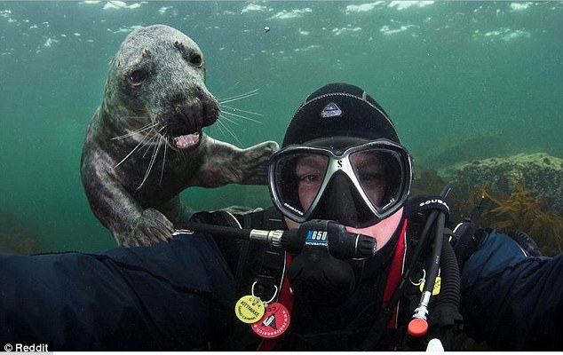 2D69B0E000000578-3272515-Seal_of_approval_This_diver_was_photobombed_during_his_underwate-a-5_1444901507865