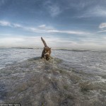 Este sí que es un gato salvaje: Las increíbles imágenes de Birmania el felino aventurero que pasó dos años escalando los picos más emblemáticos de Estados Unidos (y se convirtió en una estrella de los medios sociales)