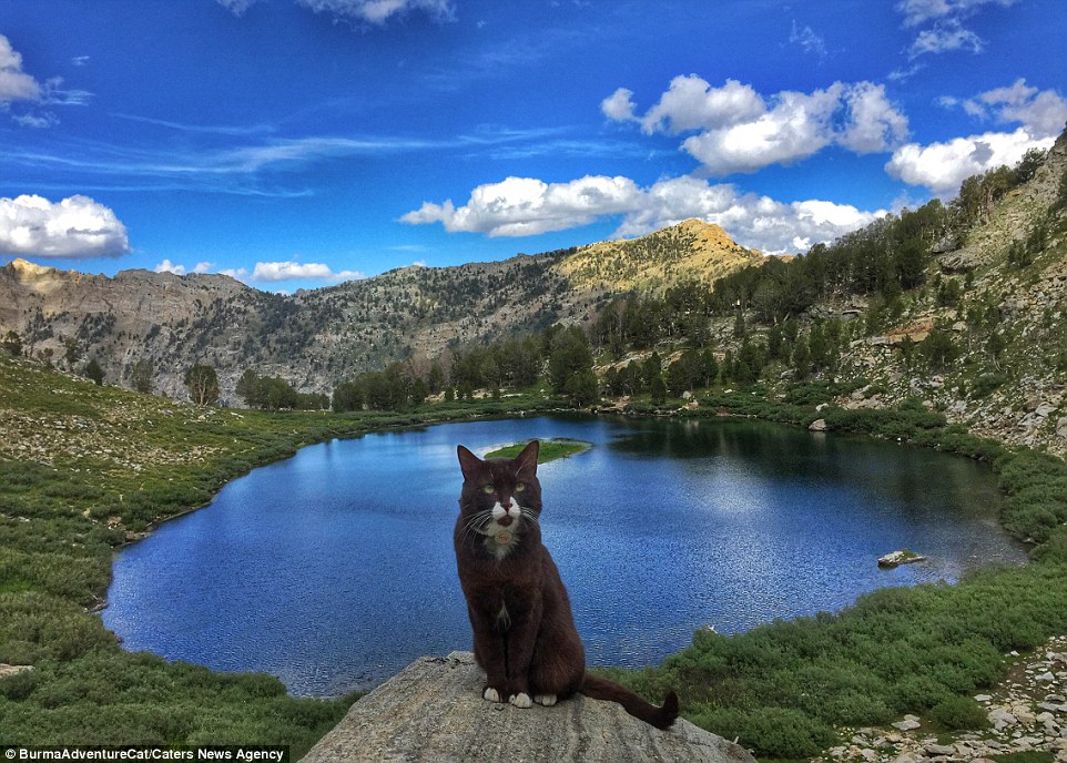 2D96EB7800000578-3281012-Pictured_on_the_Ruby_Mountains_in_Nevada_Burma_the_cat_is_the_in-a-22_1445349664729