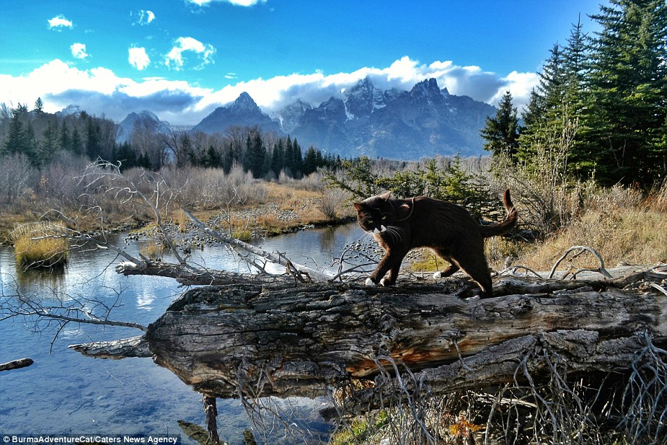 2D96EB8D00000578-3281012-Burma_the_adventure_cat_strides_along_a_log_in_the_Grand_Teton_N-a-20_1445349629381