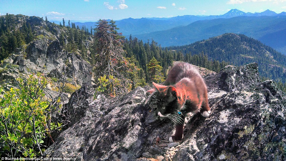 2D96EBD400000578-3281012-Burma_treads_carefully_as_he_scales_the_Siskiyou_Mountains_a_coa-a-25_1445349696687