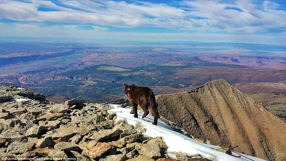 2D96EC0700000578-3281012-Burma_the_adventure_cat_strolls_casually_along_Mount_Tuke_in_Uta-a-30_1445349741951