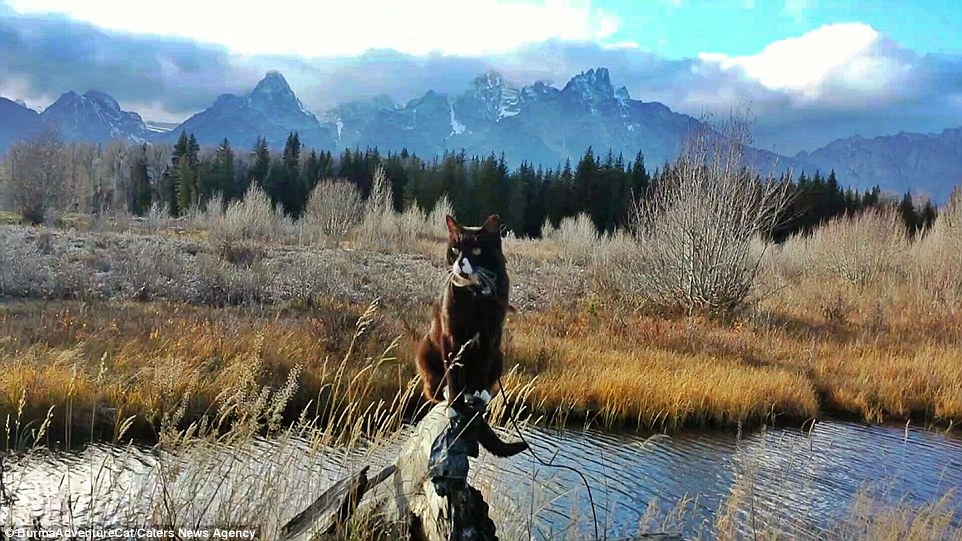 2D96EC2200000578-3281012-Pictured_in_Grand_Teton_National_Park_Wyoming_the_cat_has_racked-a-28_1445349726821