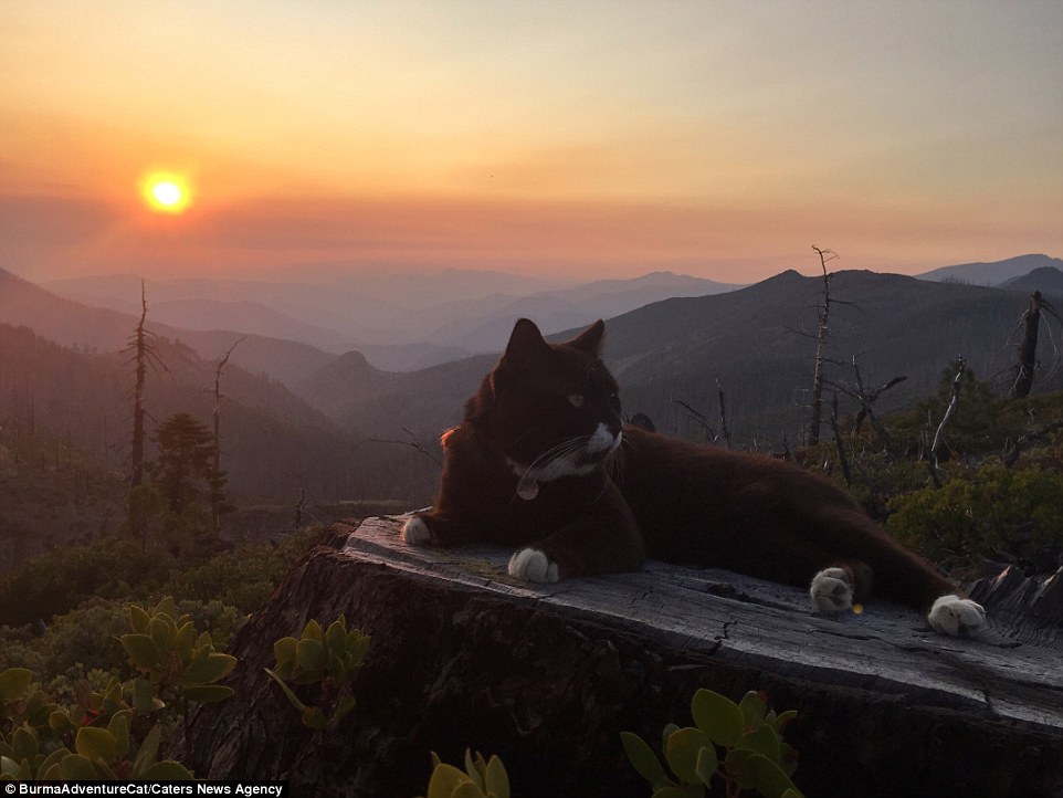 2D96EC4900000578-3281012-The_original_adventure_cat_settles_down_at_sunset_in_Oregon_afte-a-27_1445349720914