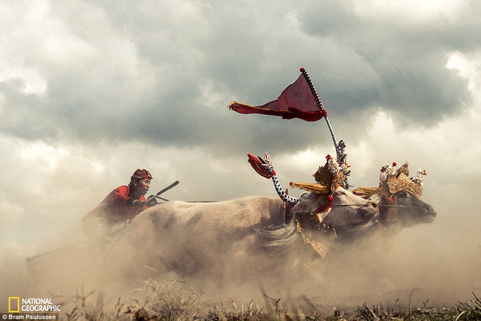 2DD7510800000578-3291921-Traditional_buffalo_racing_in_west_Bali_Hundreds_of_pairs_of_buf-a-67_1445962329731