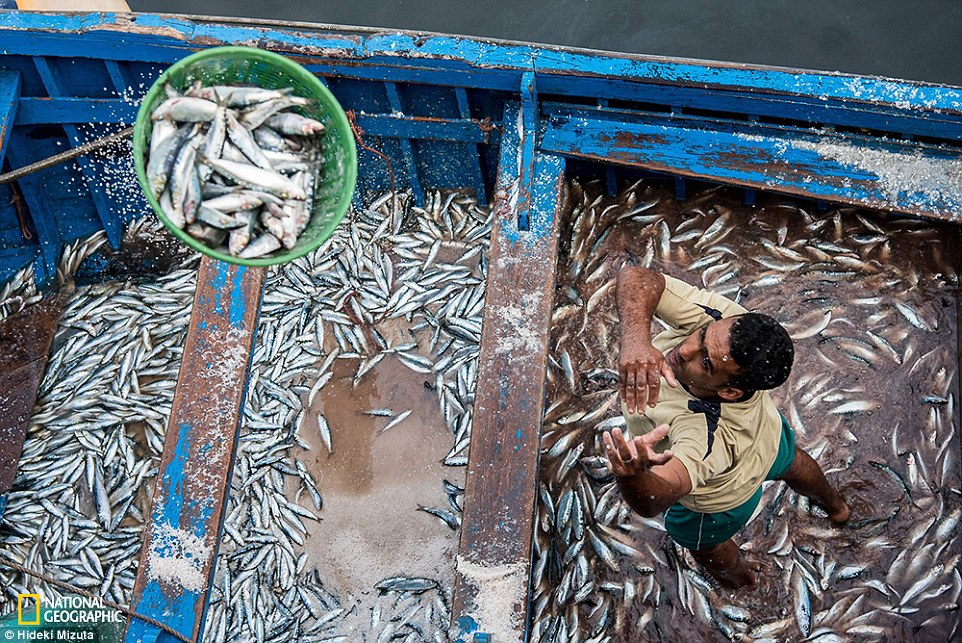 2DD758F200000578-3291921-Toss_Fishermen_finished_fishing_and_came_back_to_a_port_A_man_wa-a-75_1445963319477