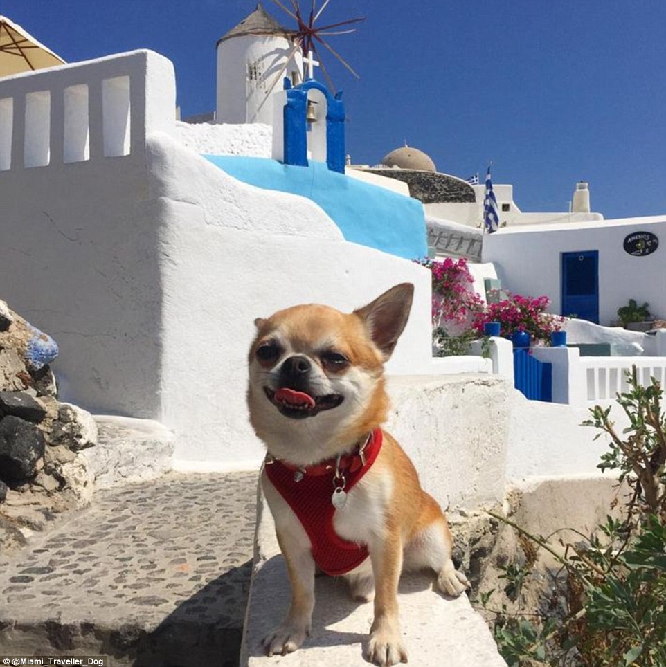 2DDD7A3700000578-3293523-Wish_you_were_here_The_plucky_canine_visited_a_windmill_in_Oia_i-m-66_1446041539353