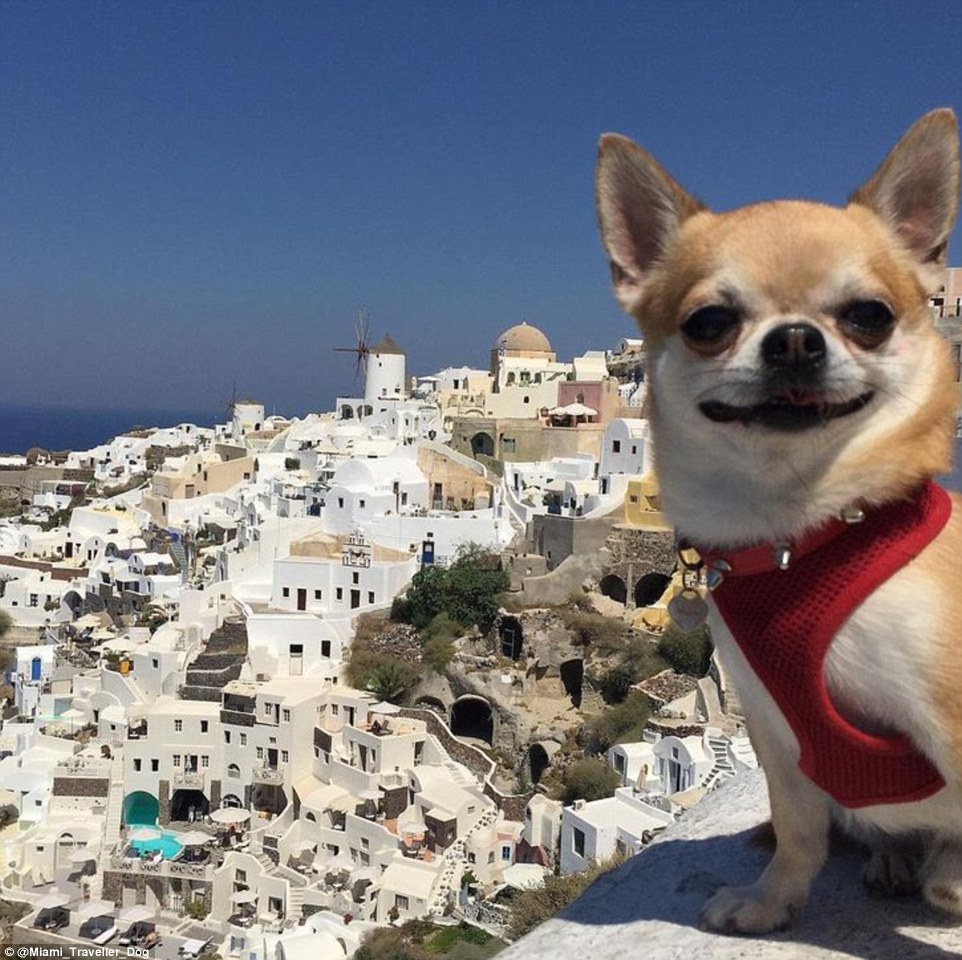 2DDD7A6A00000578-0-Taking_the_world_by_storm_is_Miami_the_adorable_Chihuahua_who_do-m-54_1446039592390