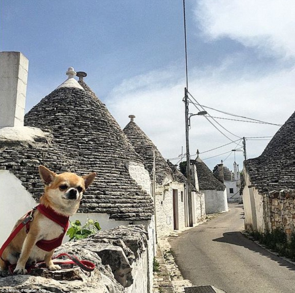 2DDFA01B00000578-3293523-In_Alberobello_in_Puglia_Italy_the_three_year_old_pooch_saw_the_-m-65_1446041428039