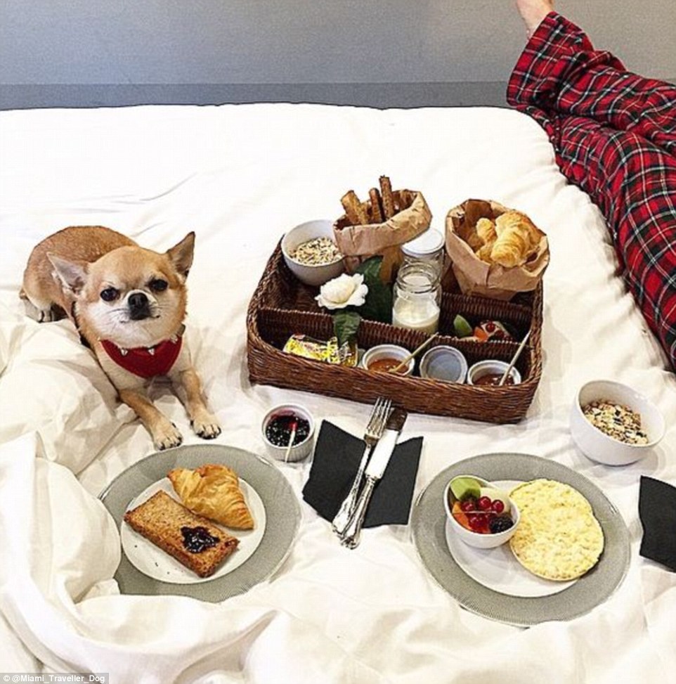 2DDFA05B00000578-3293523-The_minute_traveller_stays_in_pet_friendly_hotels_where_he_can_e-m-71_1446041913409