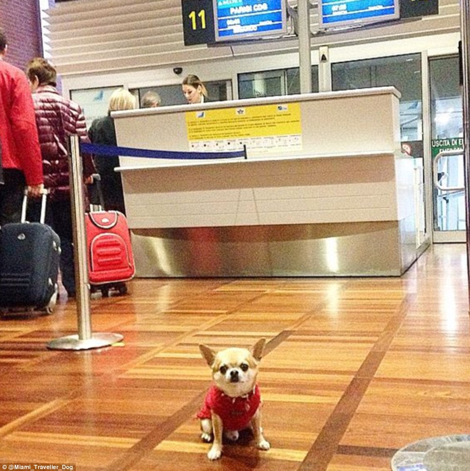 2DDFA07B00000578-3293523-Off_on_another_adventure_Miami_loves_travelling_but_doesn_t_like-m-63_1446041281570